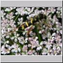 Clytus arietis - Gemeiner Widderbock 03.jpg